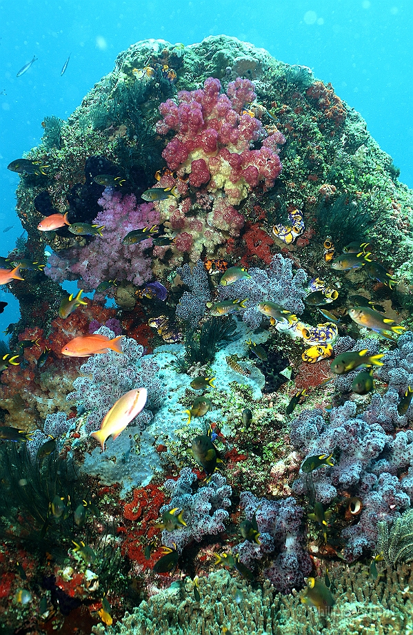Raja Ampat 2016 - Corail - IMG_5228_rc.jpg